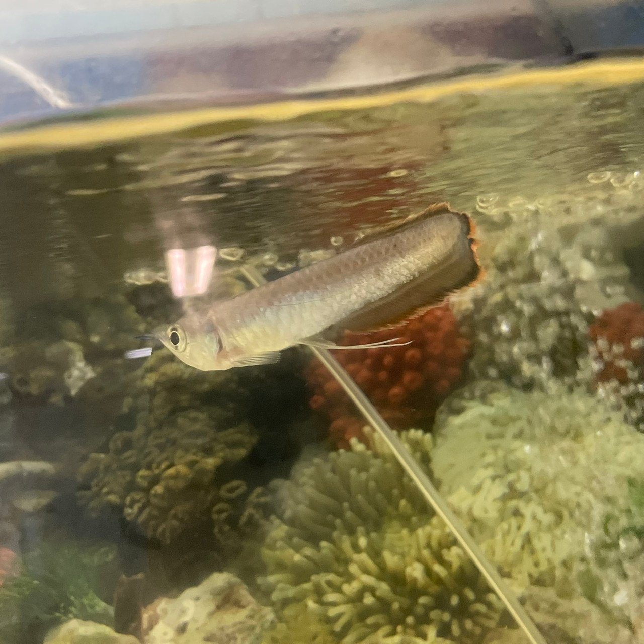 Schwarzer Arowana – Jungtier