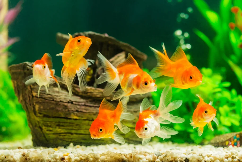 aquarium fische Deutschland kaufen