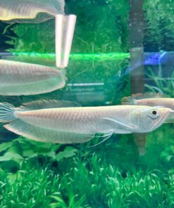 Albino-Silber-Arowana (klein, 10–12 cm) kaufen