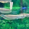 Albino Silver Arowana XL kaufen