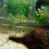 Arapaima gigas kaufen