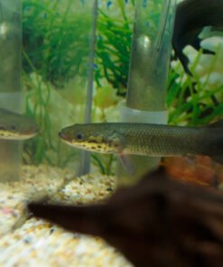 Arapaima gigas kaufen