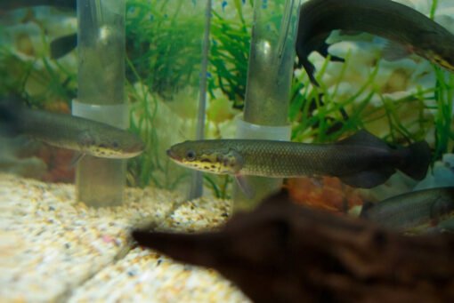 Arapaima gigas kaufen