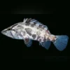 Asiatischer Blattfisch (Nandus nandus)