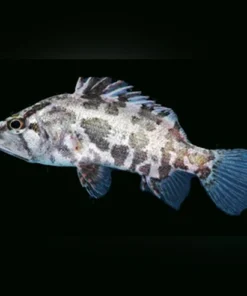 Asiatischer Blattfisch (Nandus nandus)