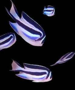 Bellus Kaiserfisch Weibchen kaufen