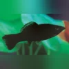 Black Molly – Schwarzer Zierfisch für Ihr Aquarium