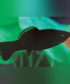 Black Molly – Schwarzer Zierfisch für Ihr Aquarium