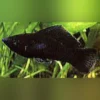 Black Sailfin Molly (Pärchen)