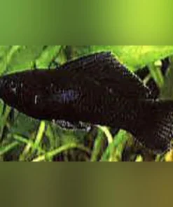 Black Sailfin Molly (Pärchen)
