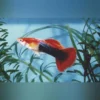 Blond Tuxedo Guppy (Pärchen)