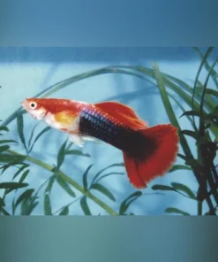 Blond Tuxedo Guppy (Pärchen)