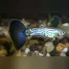 Blue Cobra Guppy Paar kaufen