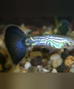 Blue Cobra Guppy Paar kaufen