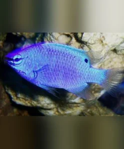 Blue Damselfish – Pflegleichter Meerwasser-Salmler für Ihr Aquarium