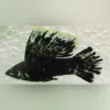 Dalmatiner Sailfin Molly (Paar) – Elegante Zierfische für Ihr Aquarium
