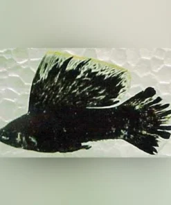Dalmatiner Sailfin Molly (Paar) – Elegante Zierfische für Ihr Aquarium