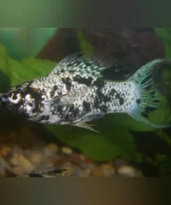 Dalmation Lyre Molly