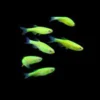 Electric Green GloFish Danio kaufen