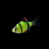 Electric Green GloFish Barb kaufen