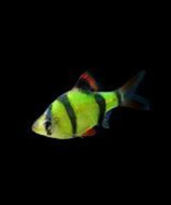 Electric Green GloFish Barb kaufen