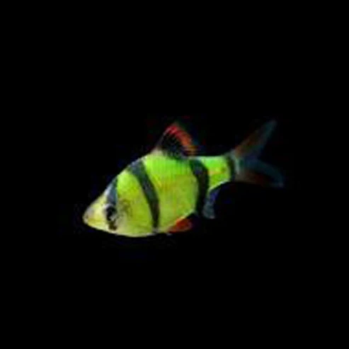 Electric Green GloFish Barb kaufen