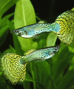 Green Cobra Guppy (Poecilia reticulata) – Männlich