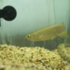 Jardini Arowana