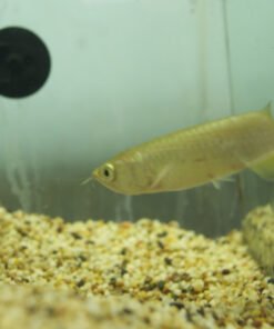 Jardini Arowana