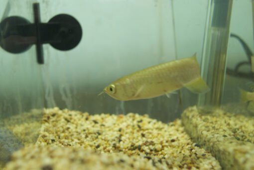Jardini Arowana