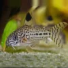 Julii Cory (Leopardcory) – Robuster und Charismatischer Zierfisch