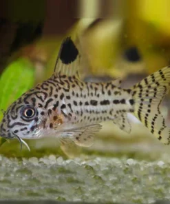 Julii Cory (Leopardcory) – Robuster und Charismatischer Zierfisch
