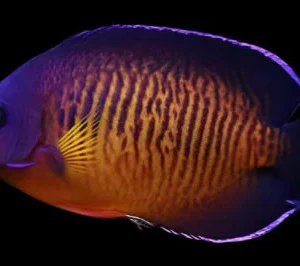Korallen-Kaiserfisch (Coral Beauty Angelfish)