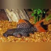 L-114 Leopard Cactus Pleco – Exotischer Wels aus Brasilien