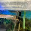 Leucistic Silver Arowana