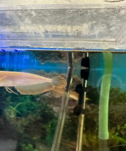 Leucistic Silver Arowana