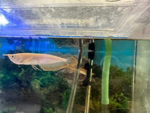 Leucistic Silver Arowana