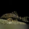 ML-104 Clown Stripe Pleco (Clown Wels L-104) kaufen