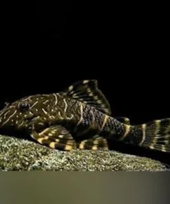 ML-104 Clown Stripe Pleco (Clown Wels L-104) kaufen