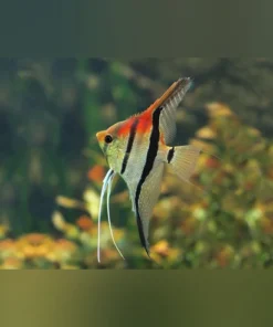 Manacapuru Red Shoulder Skalar – Exotischer Süßwasserfisch