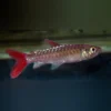 Pink Tail Chalceus – Exotischer Südamerikanischer Schwarmfisch