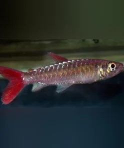 Pink Tail Chalceus – Exotischer Südamerikanischer Schwarmfisch