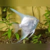 Platinum Skalare – Eleganter Angelfish für Ihr Aquarium