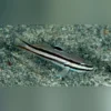 Railway Sleeper Goby (Valenciennea helsdingenii) – Friedlicher Sandwühler für Ihr Riffaquarium