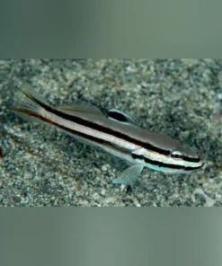Railway Sleeper Goby (Valenciennea helsdingenii) – Friedlicher Sandwühler für Ihr Riffaquarium