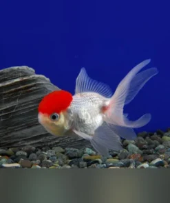 Red Cap Oranda Goldfisch