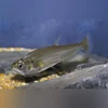 Säbelzahn-Tetra Payara