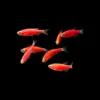 Starfire Red GloFish Danio kaufen