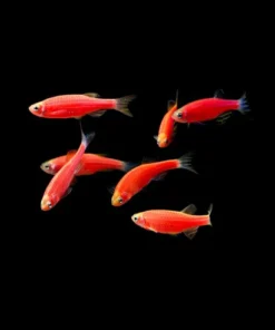 Starfire Red GloFish Danio kaufen