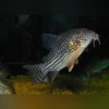 Sterbai Cory – Exotischer Leopardcory mit Goldakzenten